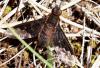 Hemipenthes morio